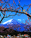 ヒロヤマガタ　富士の花見