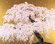 中島千波　神原の枝垂桜